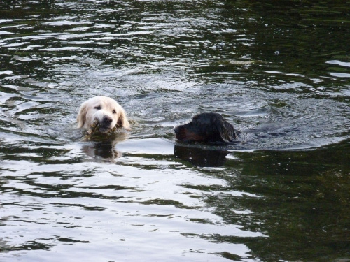 Kępa Potocka, lipiec 2010, Brutus i Joko