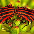 Graphosoma lineatum, Strojnica baldaszkówka, Strojnica włoska #Hemiptera #GraphosomaLineatum #StrojnicaWłoska #StrojnicaBaldaszkówka #pluskwiak
