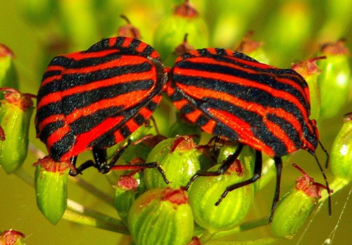Graphosoma lineatum, Strojnica baldaszkówka, Strojnica włoska #Hemiptera #GraphosomaLineatum #StrojnicaWłoska #StrojnicaBaldaszkówka #pluskwiak
