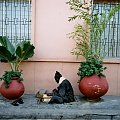 senegal