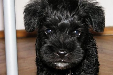 Gafi w wieku 6,5 tygodnia ;) #sznaucer #pies #piesek #szczeniak #szczenięta #sznaucerek #miniaturka #miniatury #szczeniaki #baby #puppy #schnauzer