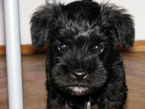 Gafi w wieku 6,5 tygodnia ;) #sznaucer #pies #piesek #szczeniak #szczenięta #sznaucerek #miniaturka #miniatury #szczeniaki #baby #puppy #schnauzer