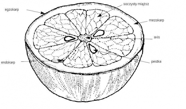 Budowa owocu cytrusa