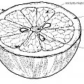 Budowa owocu cytrusa