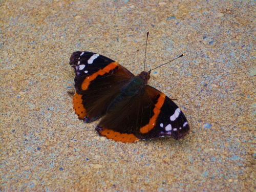 Latające cudo #motyle #owady