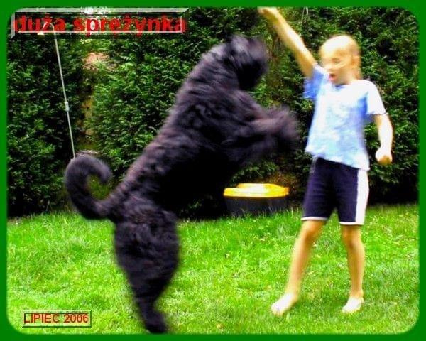 bouvier des flandres-Bum Bum Vectra Chucho #BouvierDesFlandres