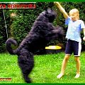 bouvier des flandres-Bum Bum Vectra Chucho #BouvierDesFlandres