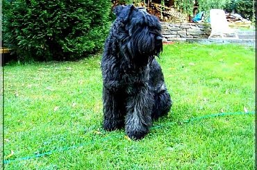 Bouvier des Flandres Bum Bum Vrctra chucho #BouvierDesFlandres