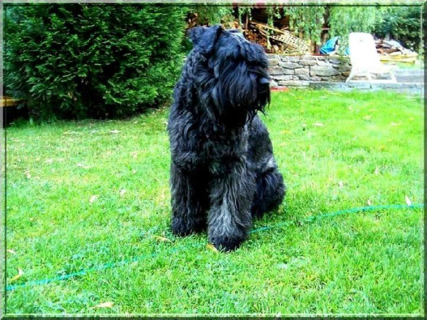 Bouvier des Flandres Bum Bum Vrctra chucho #BouvierDesFlandres