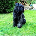 Bouvier des Flandres Bum Bum Vrctra chucho #BouvierDesFlandres