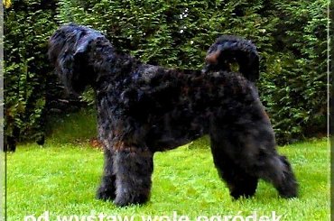 bouvier des flandres-Bum Bum Vectra Chucho #BouvierDesFlandres