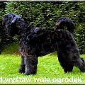 bouvier des flandres-Bum Bum Vectra Chucho #BouvierDesFlandres