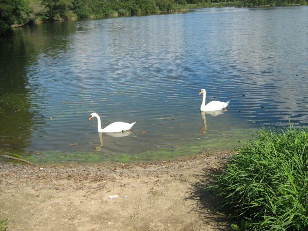 łabądki na Bartnikach