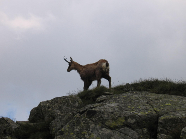 Teraz proszę mnie zrobić fotkę #Góry #Tatry #JagnięcySzczyt