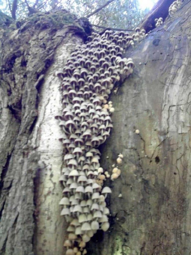 Tyle grzybków w jednym miejscu ;) #Przyroda
