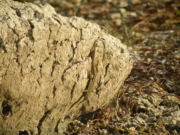 jaszczurka na skale #jaszczurka #skala
