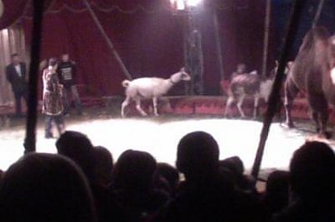 Cyrk Arlekin-sezon objazdowy 2007. Zapraszamy na www.portalcyrkowy.ubf.pl #cyrk #arlerkin #kmc #rozrywka #radom #portalcyrkowy #portal #cyrkowy #klaun #clown