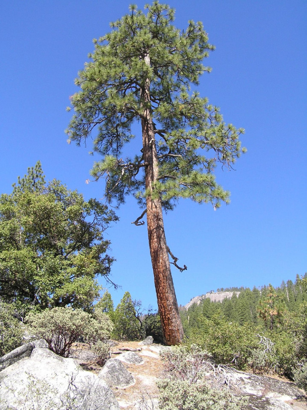 Park Yosemite