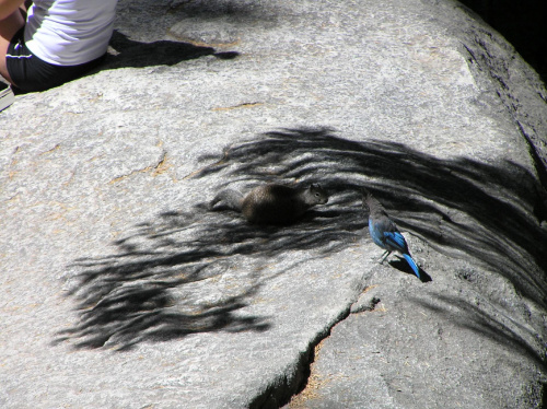 Park Yosemite