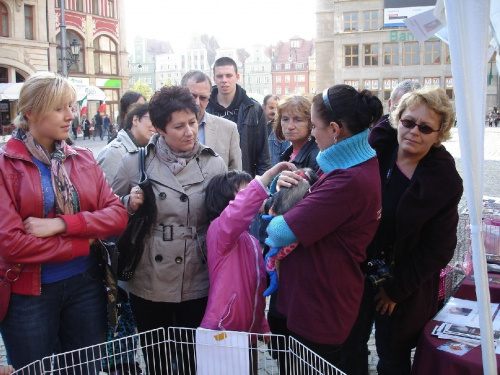 Stowarzyszenie Pzryjaciół Fretek na Międzynarodowym Dniu Zwierząt na wrocławskim Rynku - 3 X 2010 #SPF #FAA #fretka #fretki #ImprezaCharytatywna #Wrocław #Rynek