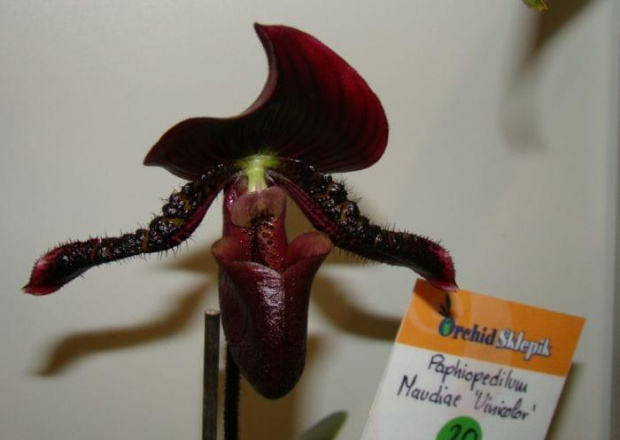 Paphiopedilum Maudiae 'Unicolor'