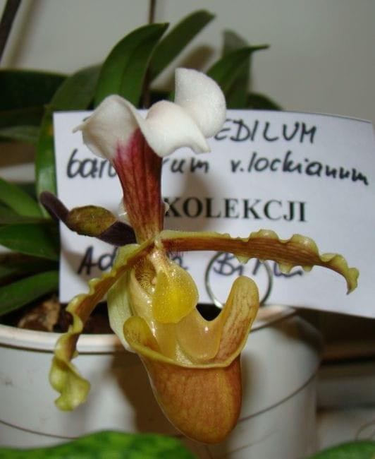 Paphiopedilum