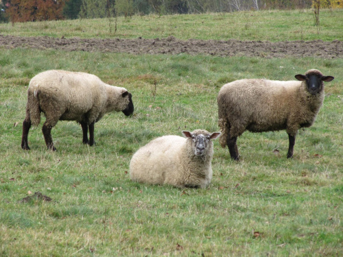#zwierzęta #owce