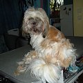 shih tzu Figa
