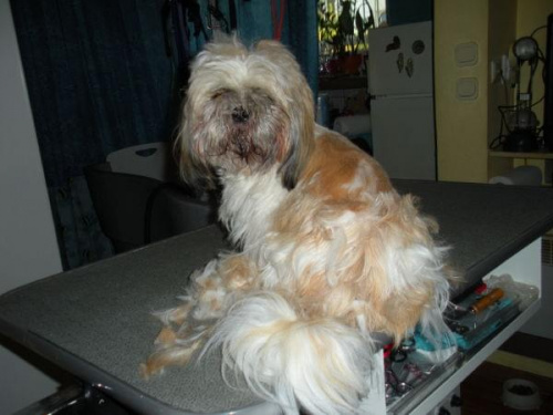 shih tzu Figa