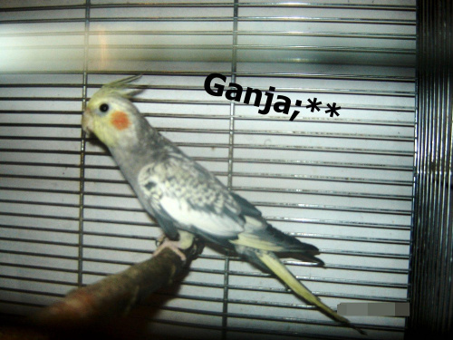 Moja papuga Ganja: ** #PapugaNimfa