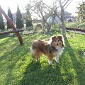 sheltie,www.ambersun-sheltie.pl #sheltie #OwczarekSzetlandzki