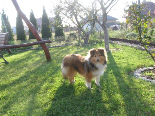 sheltie,www.ambersun-sheltie.pl #sheltie #OwczarekSzetlandzki