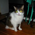 Pitulka