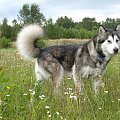 masza #AlaskanMalamute