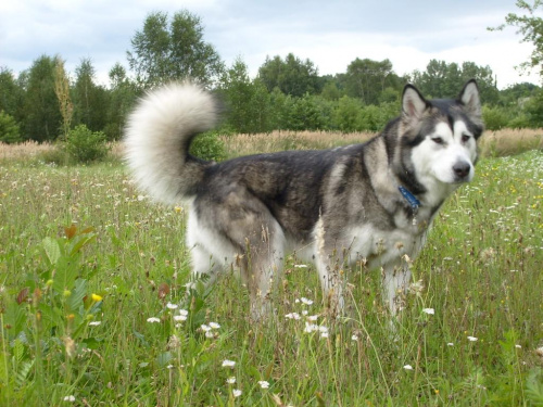 masza #AlaskanMalamute