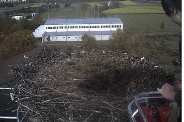 Ostatnie spojrzenie na gniazdo w tym sezonie #Gniazda