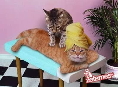 #koty #masaż