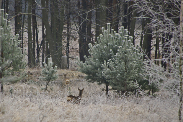 zdjęcia robił mąż, a ja nieco obrobiłam i wstawiłam :) #las #natura #drzewa #spacer #sarna