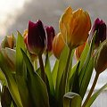 Tulipany. #kwiat #kwiaty #tulipany #kolorowe