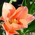 Apricot Queen #kwiaty #tulipany