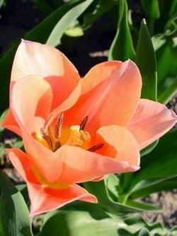 Apricot Queen #kwiaty #tulipany