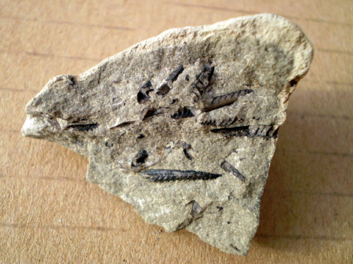Graptolity ; raczej Monograptus sp. Długość najdłuższego osobnika – 1 cm . Wiek : dolny sylur – dolny dewon . Data znalezienia : 2006 . Okazy nr 24a , 24b , 24c , 24d i 24e pochodzą z rozbicia jednej skały .