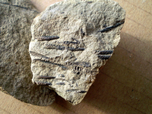 Graptolity ; raczej Monograptus sp. Długość najdłuższego osobnika – 1,5 cm . Wiek : dolny sylur – dolny dewon . Data znalezienia : 2006 . Okazy nr 24a , 24b , 24c , 24d i 24e pochodzą z rozbicia jednej skały .