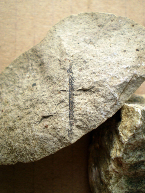 Raczej Pristiograptus sp. Długość osobnika - 2,1 cm . Wiek : dolny sylur – górny sylur . Data znalezienia : 2004 .