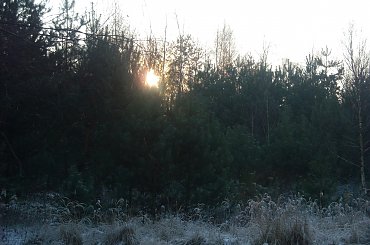 #DRZEWA #LAS #SŁOŃCE #ŚNIEG #ZABAWAŚWIATŁEM #ZIMA