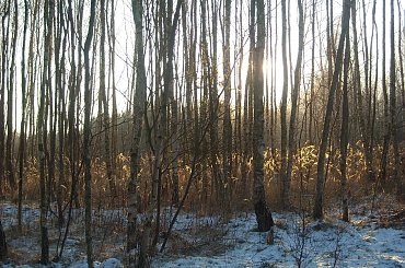 #DRZEWA #LAS #SŁOŃCE #ŚNIEG #ZABAWAŚWIATŁEM #ZIMA