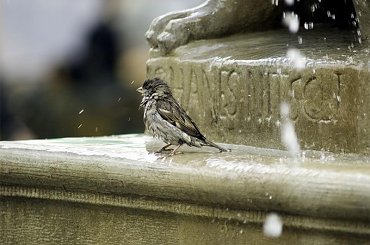 kąpiel wróbelka w fontannie #ptaki #wróbel #kąpiel