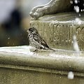 kąpiel wróbelka w fontannie #ptaki #wróbel #kąpiel