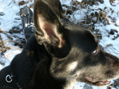 zimowy spacer - prawda, że jestem fotogeniczna :)) #pies #psy #zwierzęta
