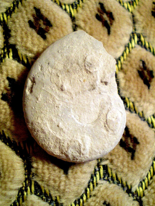 Amonit Lissoceratoides erato . Długość okazu - 3,6 cm . Wiek : górna jura ( oksford ) . Data znalezienia : sierpień 2005 . Podarunek . Miejsce znalezienia : Zalas - hałda koło kopalni porfiru .